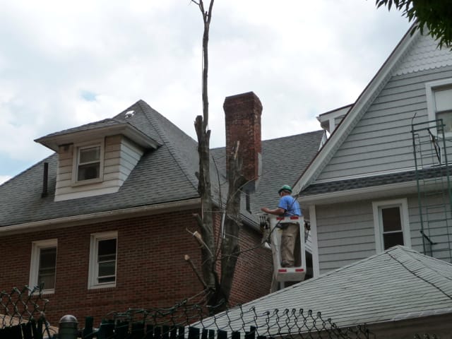 Big Dead Tree on Argyle Cut Down