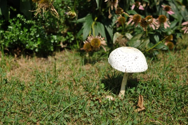 Mushroom of the Day