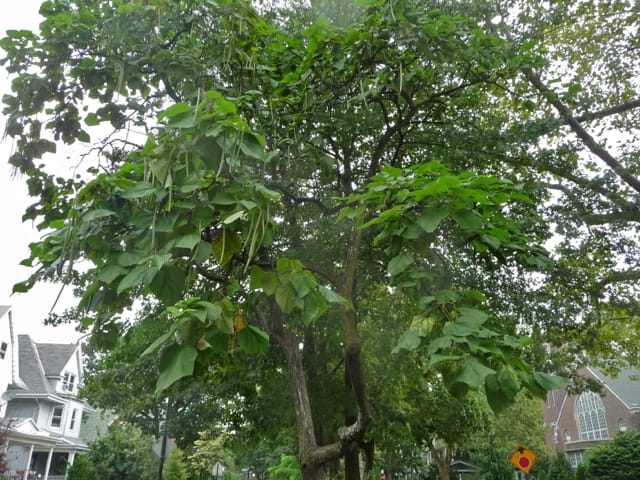 Name That Tree: Northern Catalpa