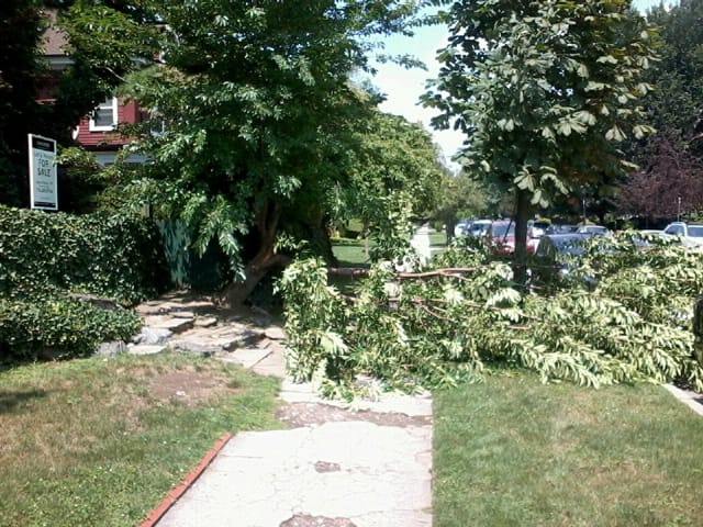 Part of Tree Down on Rugby