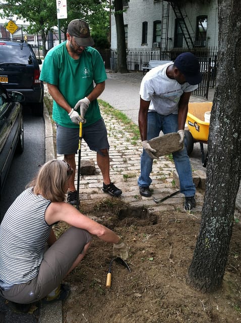 Help Guard the Trees Along Campus Road