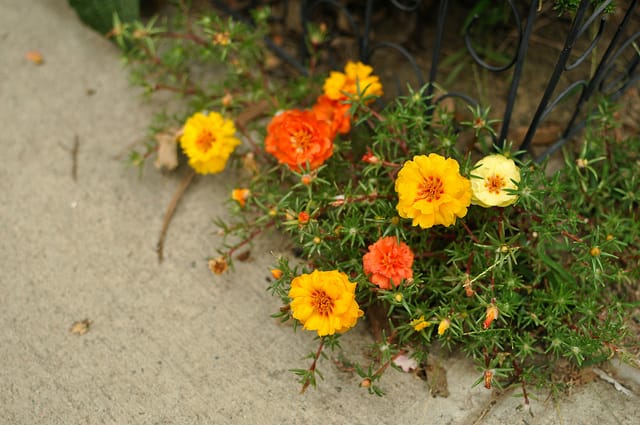 Sidewalk Blooms