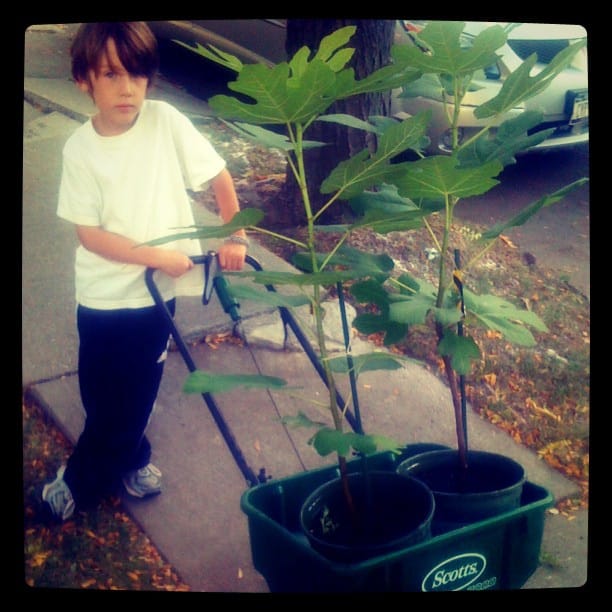 Fig Trees for Sale at Sycamore