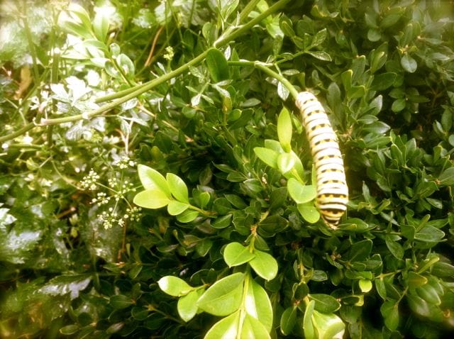 Caterpillar in the Rain