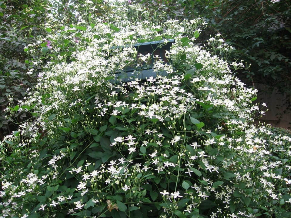 Name That Plant: Sweet Autumn Clematis