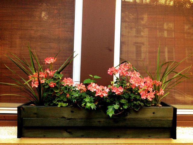 Window Box