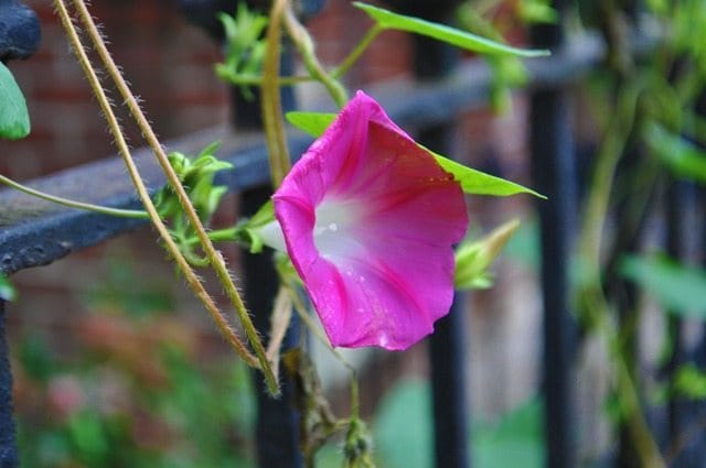 Photo of the Day: Blooming Beautiful