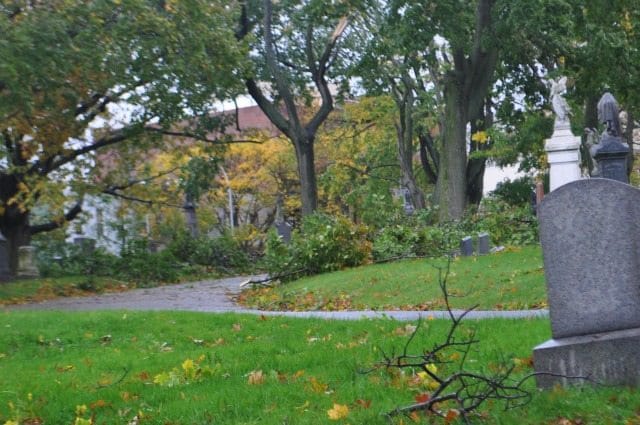 The Fall Migration in Prospect Park