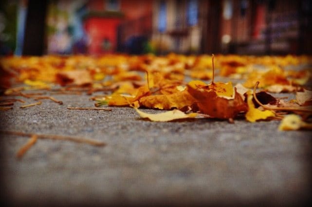 Photo of the Day: Autumn in New York