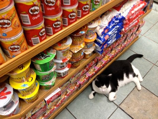 Bodega Cat