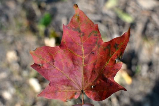 Fall in Prospect Park