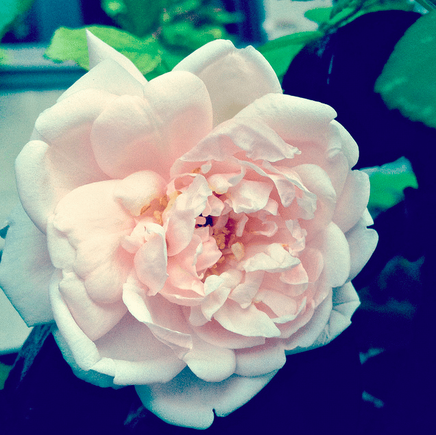 October Rose