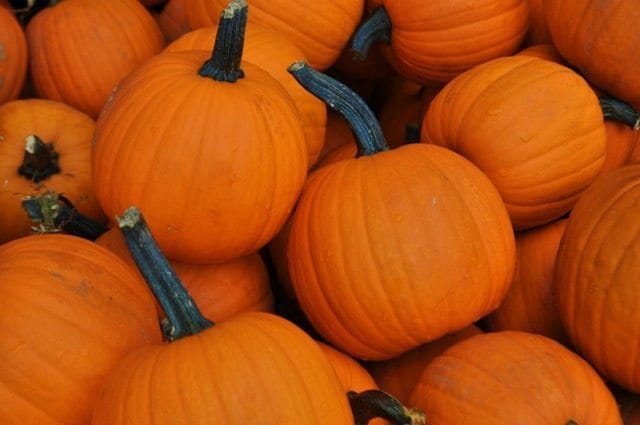 Visit Key Food on 5th Avenue for Some GOURD-geous Pumpkins