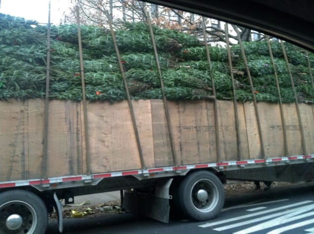 Christmas Trees Are on Their Way!