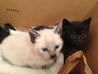 Two Kittens Up For Adoption