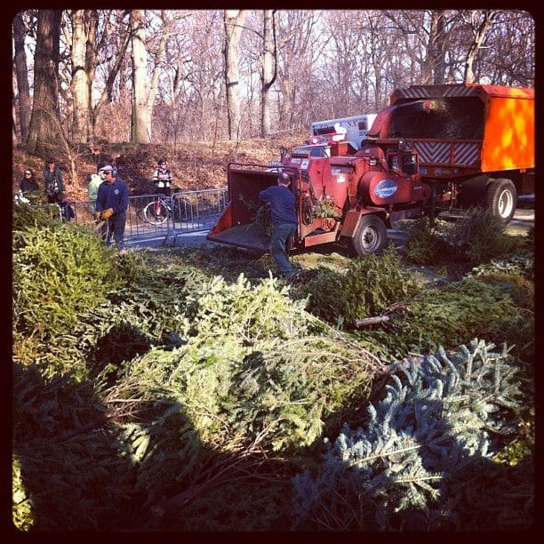 How to Turn Your Christmas Tree Into Mulch