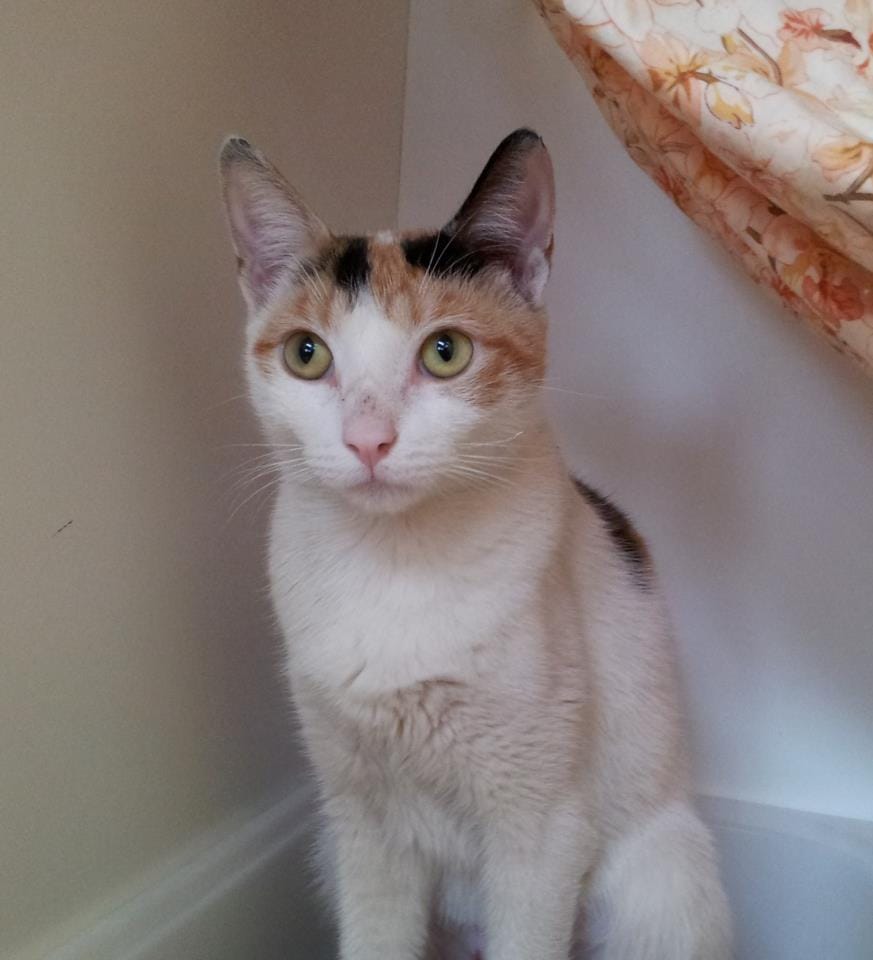 Adoptable Cat of the Week: Margaux