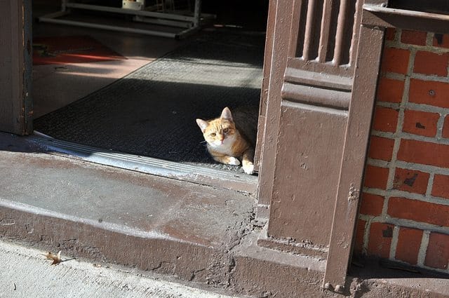 Photo of the Day: Sunshine Cat