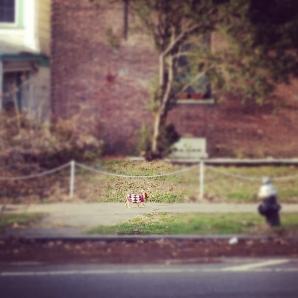 Tiny Dog on Dorchester