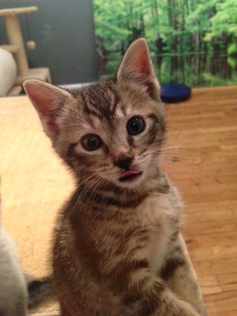 Olive the Kitten Is Looking for a Home