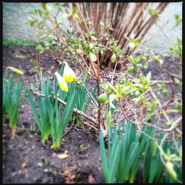 January 17: Daffodils in Bloom