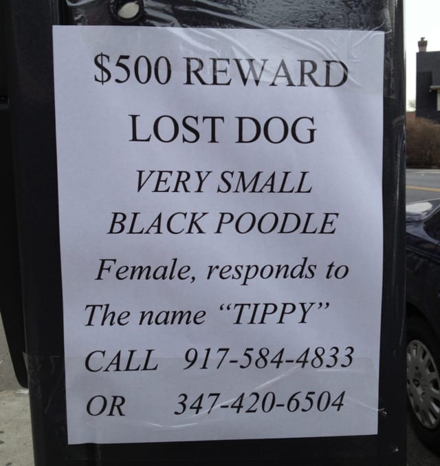 Look Out for Tippy the Dog