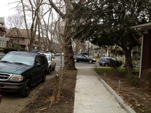 First New Tree Planted in Place of One Knocked Down by Sandy