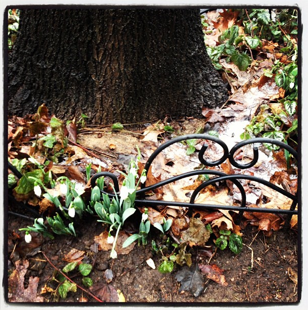 Snowdrops and Snow