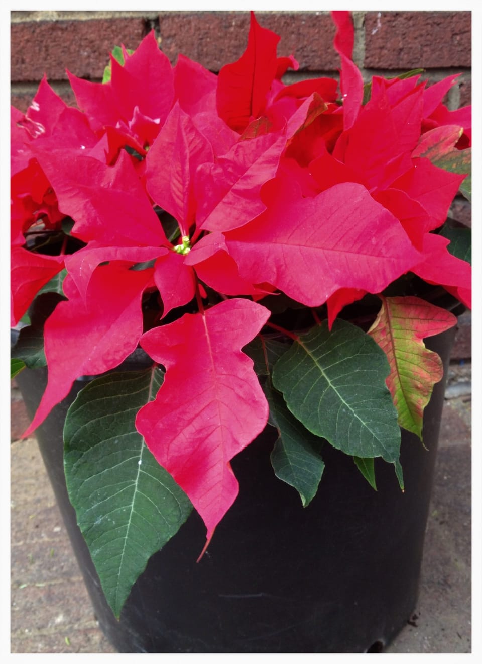 Keeping the Poinsettia