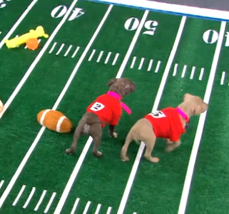 Puppy Bowl Preview Features Sean Casey Dogs