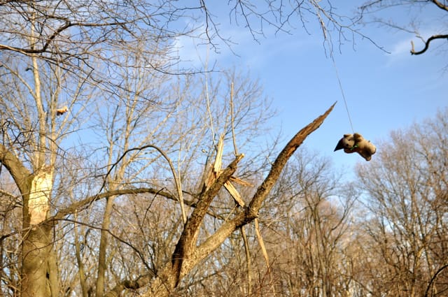 Creepy or Cute: Stuffed Animals Hanging in Prospect Park?