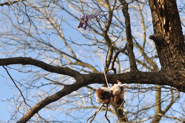 Some Animals in Prospect Park’s Trees Are Stuffed