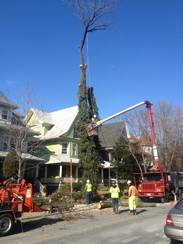 More Trees Come Down, While Others Are Planted