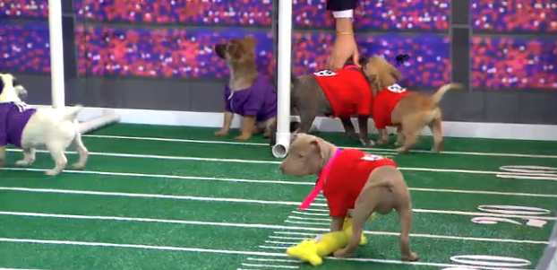 Puppy Bowl Preview Features Sean Casey Dogs