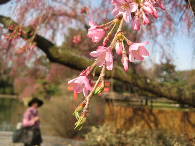 It's Cherry Blossom Festival Time Again!