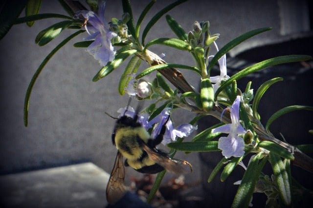 Photo of the Day: Busy Bee