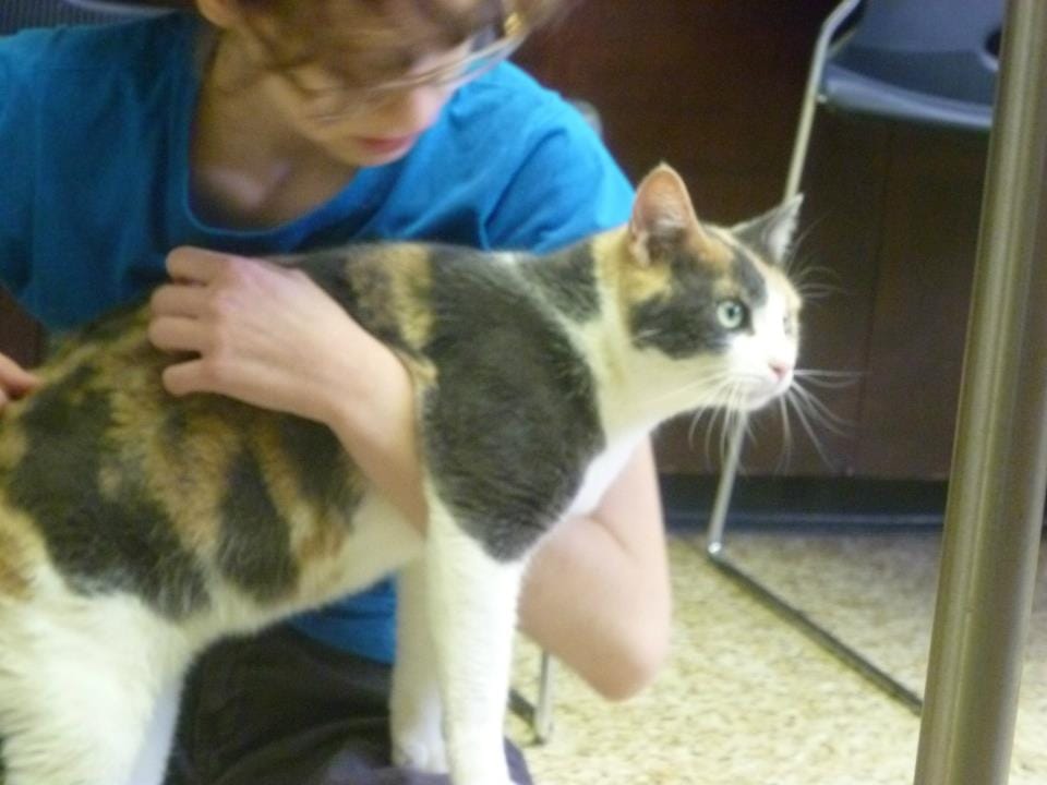 Calico Cat Available For Adoption At Pet Haven