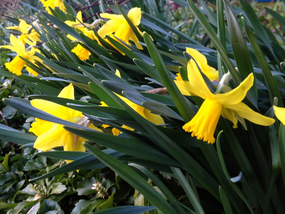 Get Free Daffodil Bulbs To Plant In Public Spaces