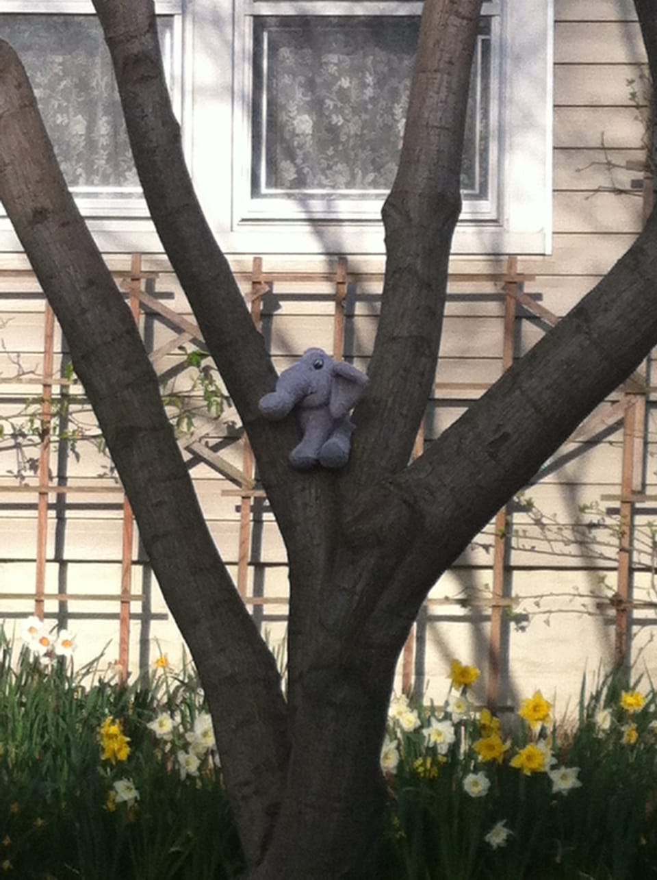 The Elephant Of East 19th Street