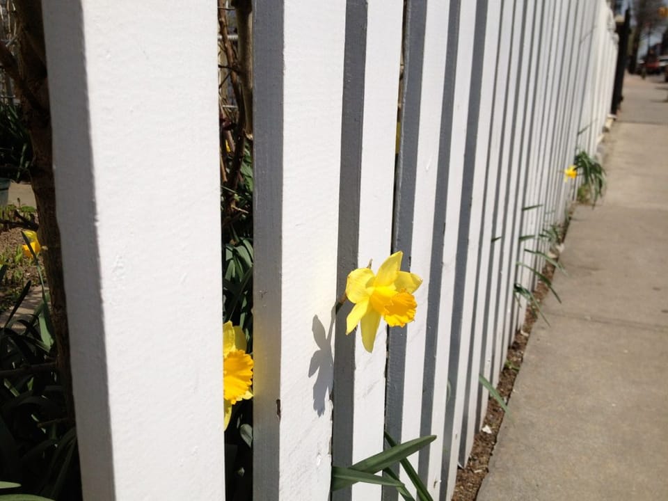 Photo Of The Day: Daffodil Fence