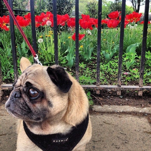 Photo Of The Day: Pug 4 Life