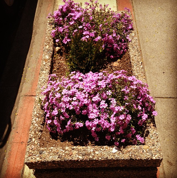 Photo Of The Day: Box Of Phlox