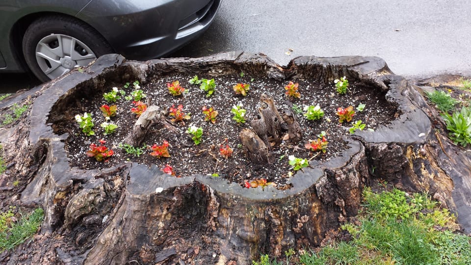 Photo Of The Day: Stump Garden