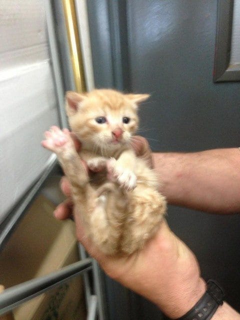 Tiny Kitten Found In Green-Wood Looking For New Home