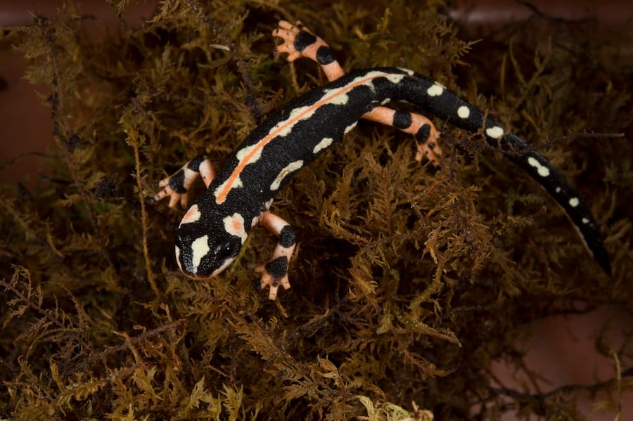 The Prospect Park Zoo Is Now Home To Some Incredibly Rare Newts