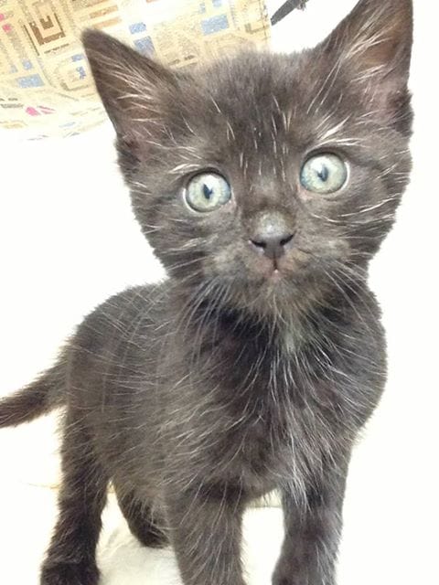 5-Week-Old Kitten Looking For New Home