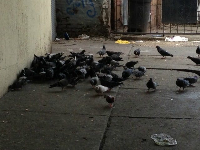 Photo Of The Day: The Pigeon Plot