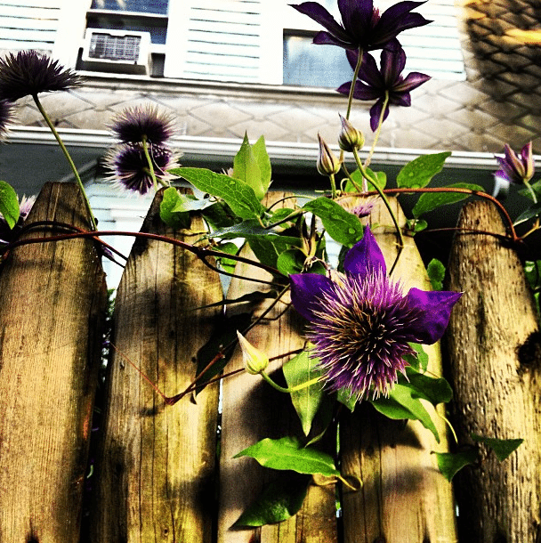 On The Fence