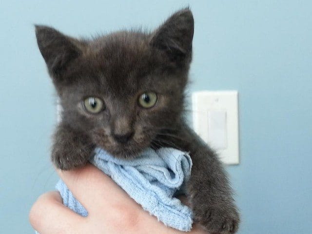 Great Gatsby! Kitten Rescued From Traffic Up For Adoption