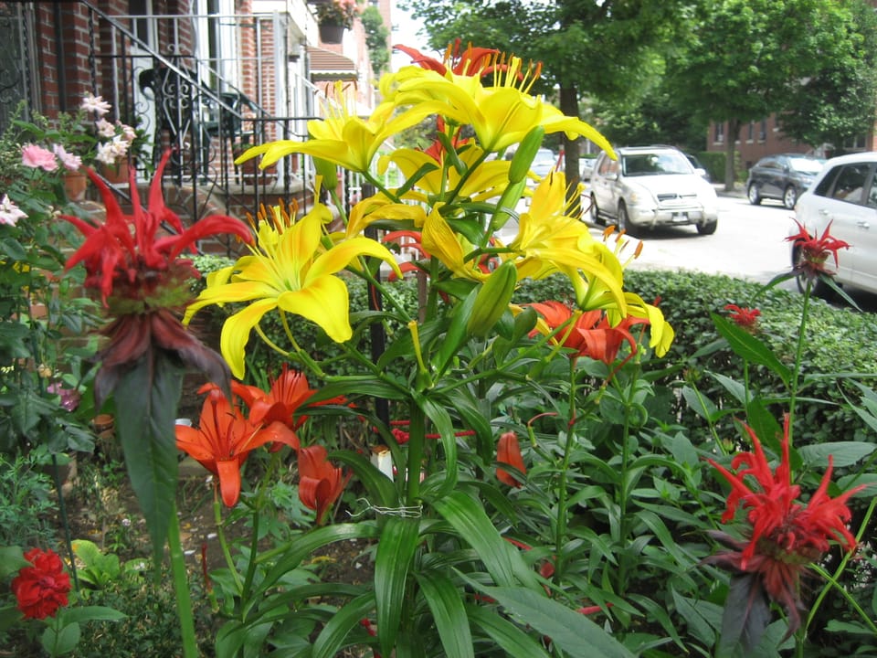 Photo Of The Day: Lilies